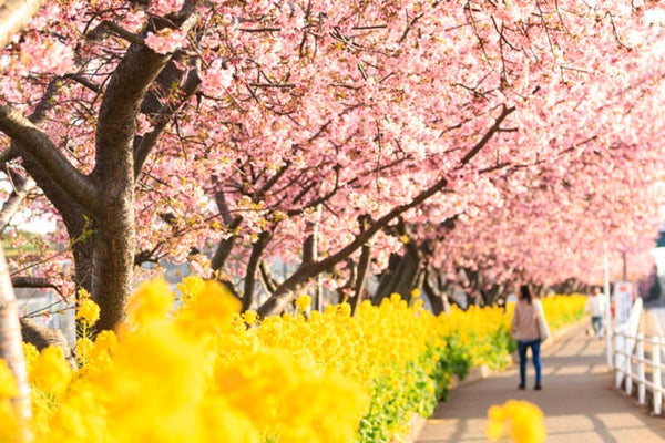 【栃木県内発】 まぐろ含む2キロのお土産付! 大漁!三崎港「まぐろ」めぐりと 春の足音☆彡河津桜1000本と菜の花 「三浦海岸桜まつり」 日帰り3